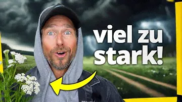 Übertrieben stark: Von dieser Heilpflanze kannst du NIE GENUG haben!